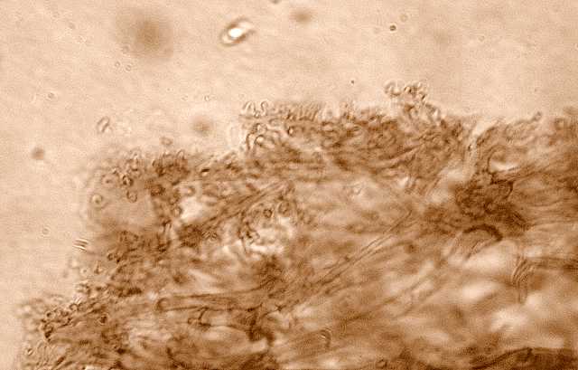 Mycena abramsii     (Murrill)    Murrill